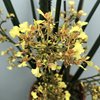 Oncidium ascendens 